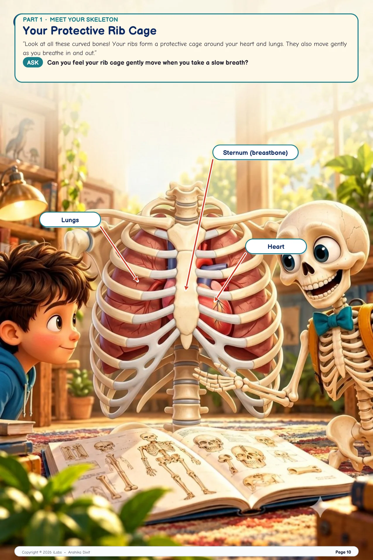Your Protective Rib Cage & Heart Shield