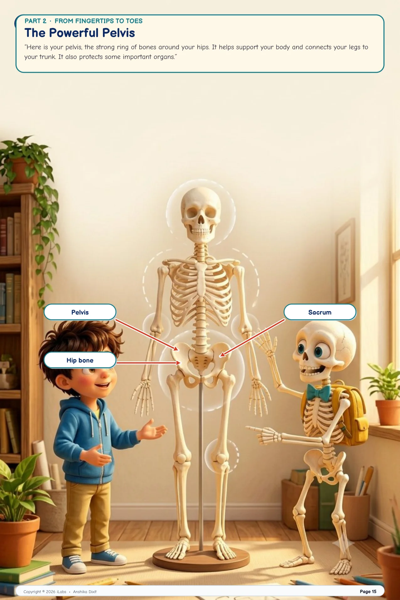 The Powerful Pelvis & Hip Joint