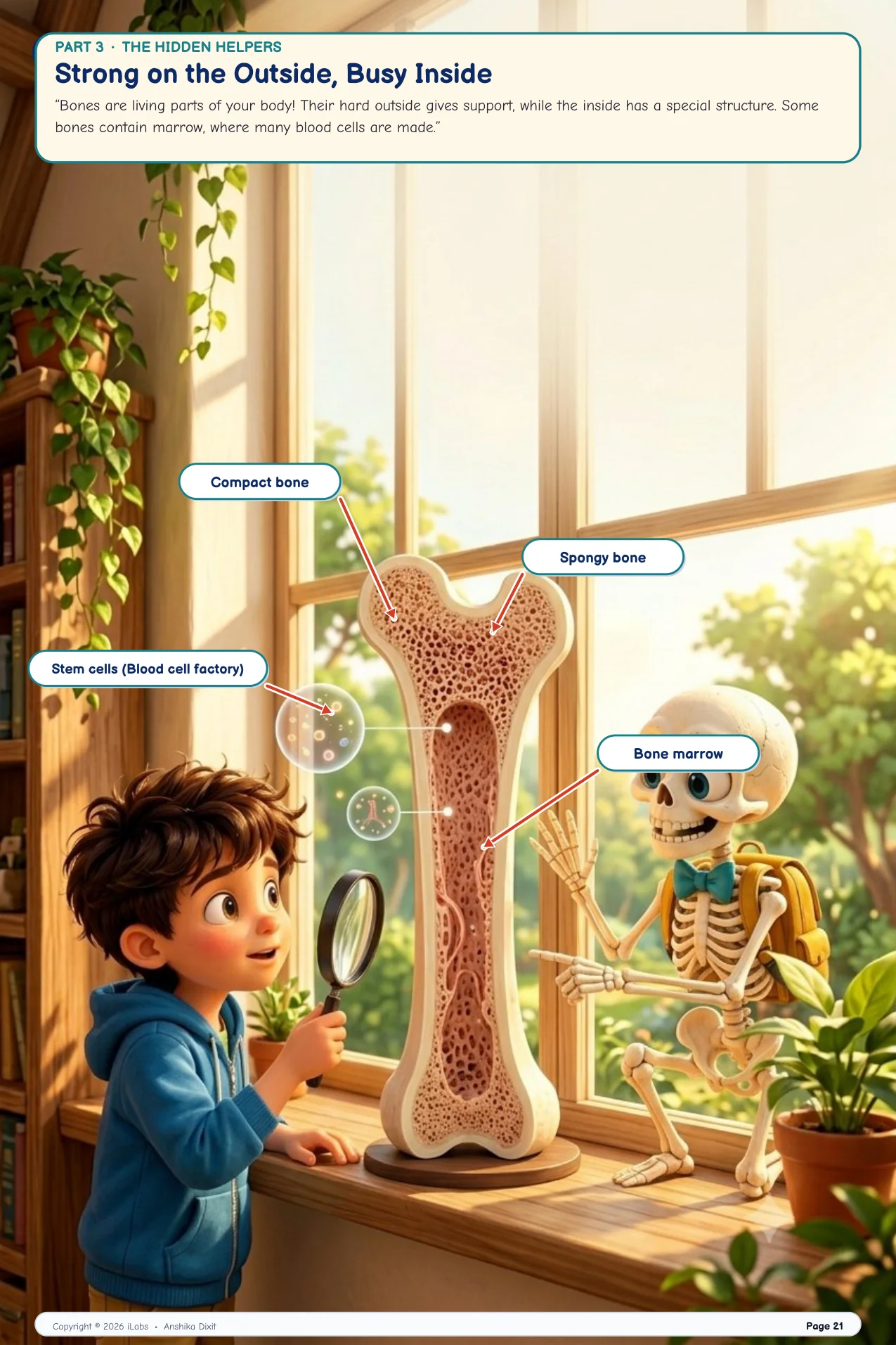Strong Outside, Busy Inside: Marrow & Calcium