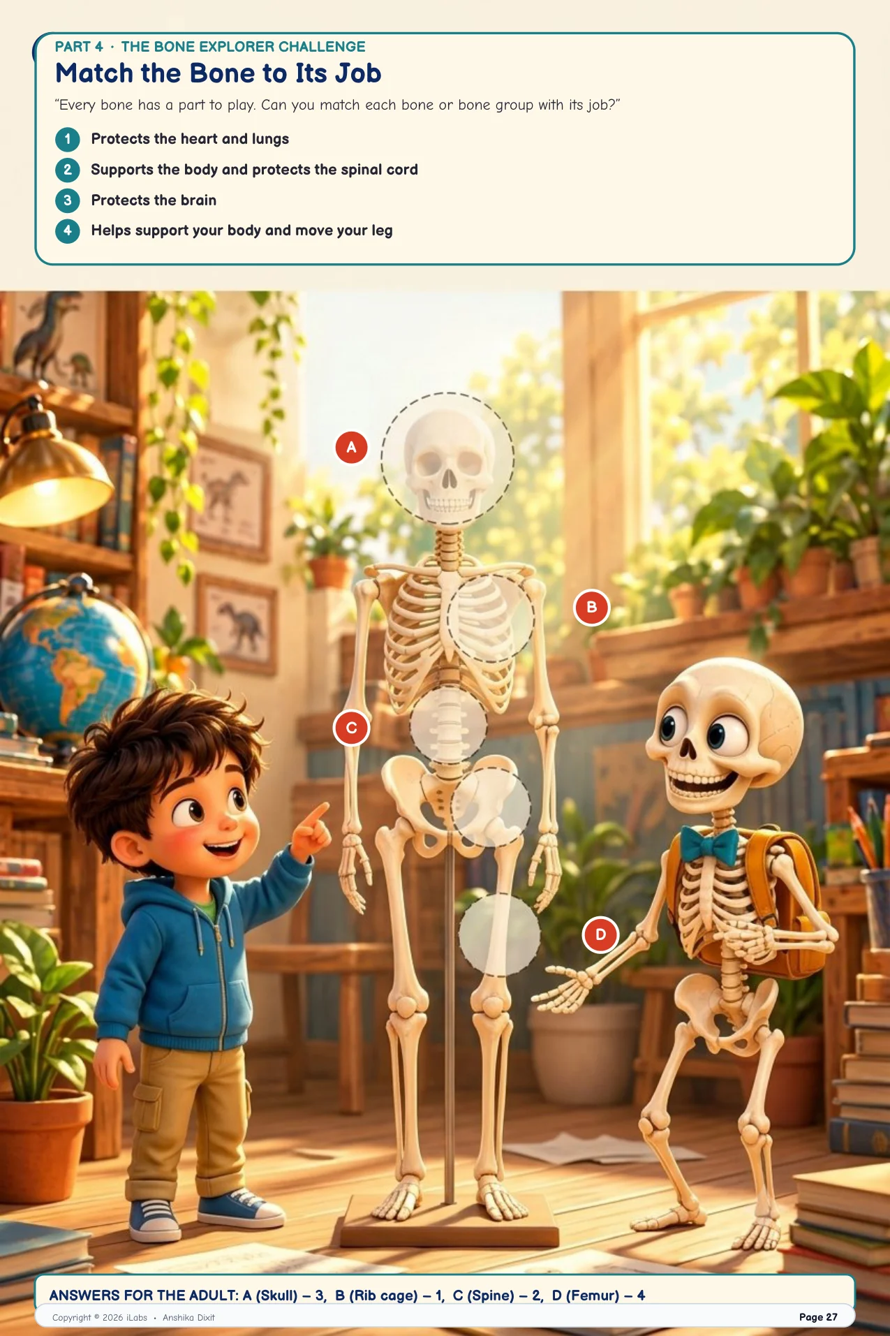 Match the Bone to Its Job (Interactive Challenge)